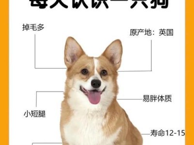 柯基牙齿的生长过程（探秘柯基牙齿的成长周期及护理方法）