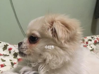 狗狗为何会哀叫？（探究狗狗哀叫的原因及解决方法）