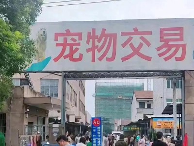 探索济南宠物市场的现状与问题（济南宠物市场的发展趋势与亟待解决的难题）