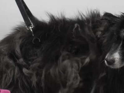 边境牧羊犬掉毛很严重怎么办？（缓解边境牧羊犬掉毛的方法及护理技巧）