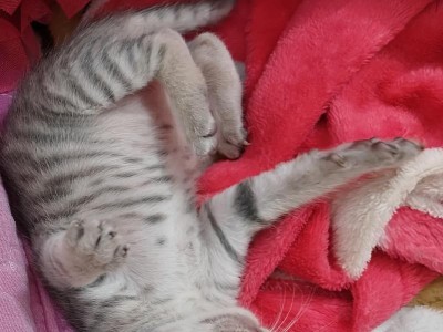 猫咪有奶多久后会生小猫？（探究猫咪产后生育周期的关键因素）