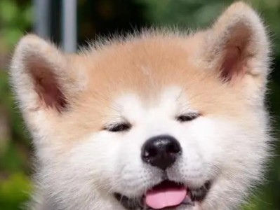 老人养什么狗好？（选择适合老人的狗品种，增进身心健康）