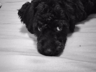 泰迪犬价格分析（灰色泰迪的价格和特点）
