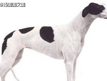 养一只健康的意大利灵缇犬（饲养、训练和护理方法全解析）