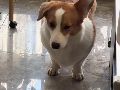金毛幼犬的喜爱玩耍之旅（探寻金毛幼犬最喜欢的玩耍方式）