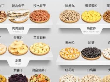 侏儒仓鼠的理想主粮选择