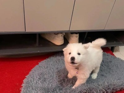 以萨摩耶多久可以吃狗粮（宠物狗的食物转变时机与注意事项）