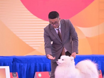 徐州犬舍——为您提供优质的宠物服务（以徐州犬舍为中心，探索宠物美容、训练和健康养护的全新方式）