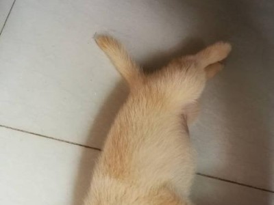 幼犬吃撑了急救方法（幼犬吃撑了的症状及应对措施）