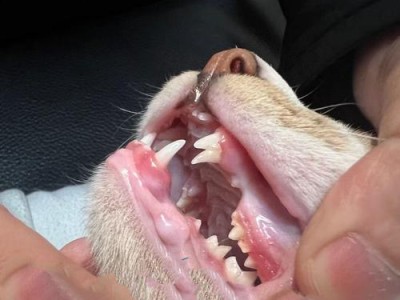 猫咪牙齿（探讨猫咪换牙期对口腔健康的影响及护理要点）