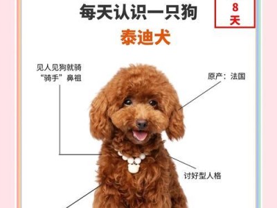 泰迪狗耳毛的拨理频率及注意事项（你所不知道的泰迪狗耳毛保养秘籍）