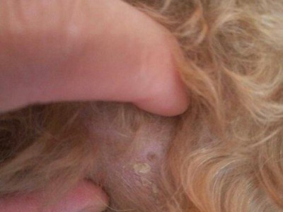 揭秘狗狗频繁挠痒痒的原因（解析狗狗挠痒痒的5个主要因素及应对措施）