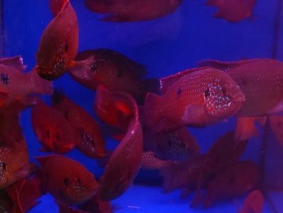 红宝石鱼的饲养方法（打造健康、美丽的水族箱）