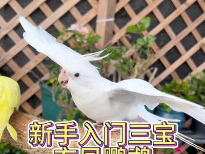 鹦鹉养殖指南（鹦鹉养殖全攻略，从选购到训练，轻松成为合格鹦鹉主人！）