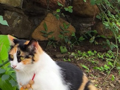 如何正确喂养小猫（小猫的饮食要求及适合的食物选择）