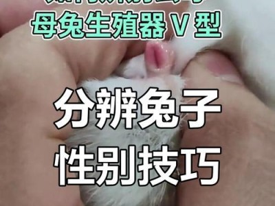 母兔绝育时间的选择（了解适宜母兔绝育的时间和注意事项）