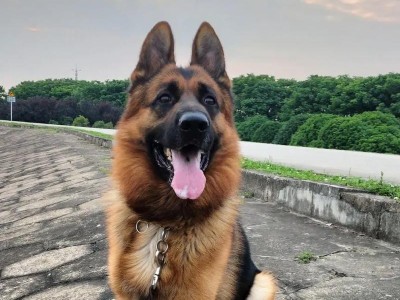 山东好犬舍（探寻山东地区优质犬舍，满足您的宠物需求）