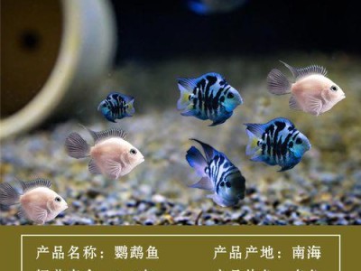 鹦鹉鱼苗的变红时间及原因剖析（鹦鹉鱼苗的发红周期及发红相关因素探究）