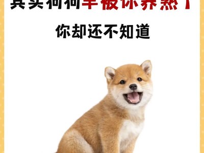 狗狗的成长（探索狗狗一生的成长旅程，了解每个阶段的特点和需求）