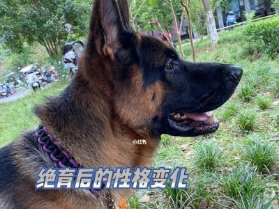 绝育是否会导致宠物性格变化？（探讨绝育对宠物行为的影响及其关键因素）