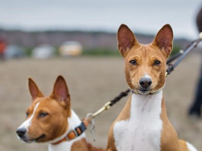 巴仙吉犬的全面饲养指南（了解巴仙吉犬，做个好主人）