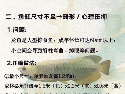 银龙鱼入缸后的饲养要点与注意事项（养殖银龙鱼，养鱼之道）
