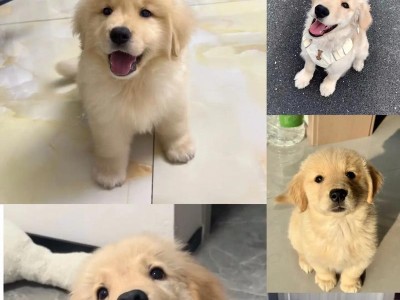 金毛犬断奶时间及注意事项（金毛犬断奶时间、喂养方式和断奶后的饮食调整）