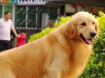 金毛价格及性格特点大揭秘（金毛价格多少钱？适合家养的性格特点是什么？）