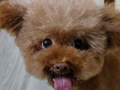 养泰迪犬的8大优点，让你爱不释手（了解泰迪犬的魅力与优势，选择泰迪成为你的宠物伴侣）