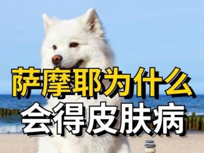 萨摩耶掉毛症状及其治疗方法（揭开萨摩耶掉毛的真相，了解控制掉毛的有效方法）