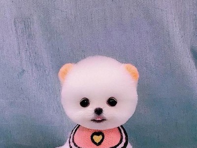 白色小型犬（白色小型犬的品种特点及养护知识）