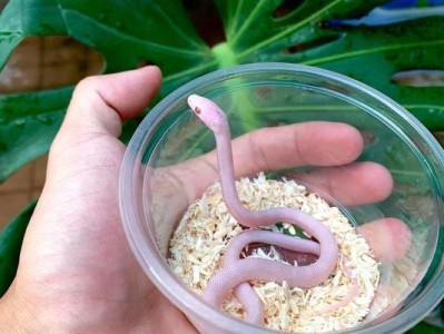 养蛇的好处与选择（为什么养蛇对你有益？）
