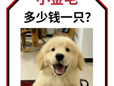 拥有金毛一月，关注何事？（了解金毛一月的注意事项及照顾要点）