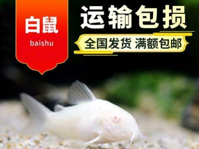 热带鱼清道夫（探索热带鱼在清道夫角色中的重要作用）