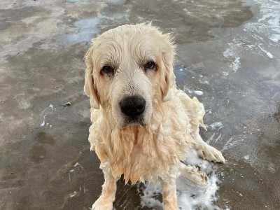 大白熊犬（7个原因揭秘大白熊犬受人喜欢的秘密）