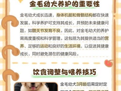 金毛学握手的时间及方法（了解金毛学握手的过程及技巧）