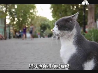 猫咪抑郁症的原因及对策（了解猫咪抑郁症的成因以及如何帮助他们摆脱困境）