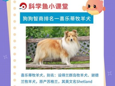 喜乐蒂（揭秘喜乐蒂价格的背后真相）