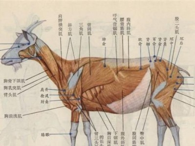 迷你雷克斯兔的饲养方法（从兔舍搭建到喂养保健，一本详细指南）