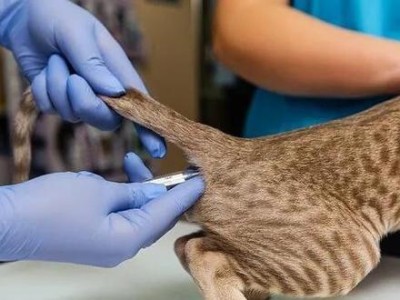 猫的正常体温是多少呢？（探寻猫咪身体的温度秘密）