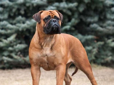 斗牛马士提夫犬饲养指南（了解适合斗牛马士提夫犬的饲养方法）