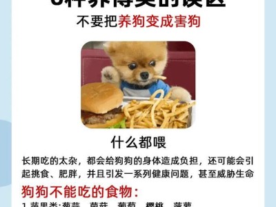 新手养博美攻略（养博美犬的关键要点及实用技巧）