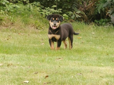 犬瘟病的生存期限及关键因素分析（了解犬瘟病的预后及延长生存的关键要素）