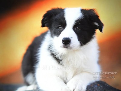 探究纯种边境牧羊犬的5个特点及判断方法（纯种边境牧羊犬的鉴定标准和特征）