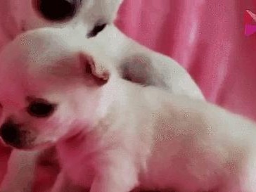 狗生完孩子后多久会有奶？（了解母狗产后哺乳期的重要信息）