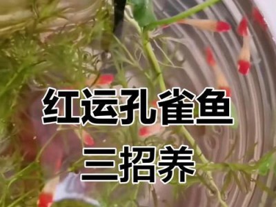 孔雀鱼的饲养方法“三步走”（简单粗暴爆缸，让孔雀鱼焕发绚丽生命）