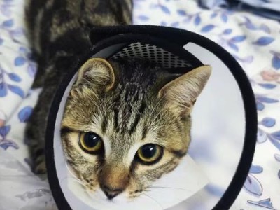 猫咪绝育后的饮食安排（细心呵护，让你的猫咪绝育后健康成长）
