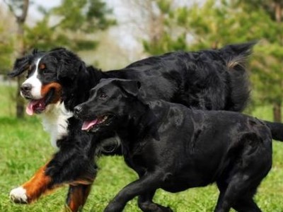 探索大型犬中最漂亮的犬种（领略它们的优雅与魅力，探寻大型犬中最美的存在）