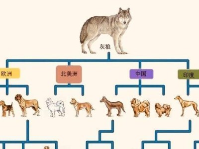 如何正确饲养威玛猎犬（宠物爱好者必看，掌握这些技巧让你的狗狗更健康快乐）