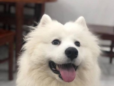 狗狗为什么会吐舌头？（探索狗狗吐舌头的原因及其意义）